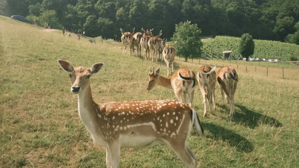 Ghid practic pentru creatori din Moldova: cum găseşti și abordezi branduri din Malaysia pe vkontakte (VK) ca să primeşti produse pentru styling, cu exemple reale şi tactici UGC.