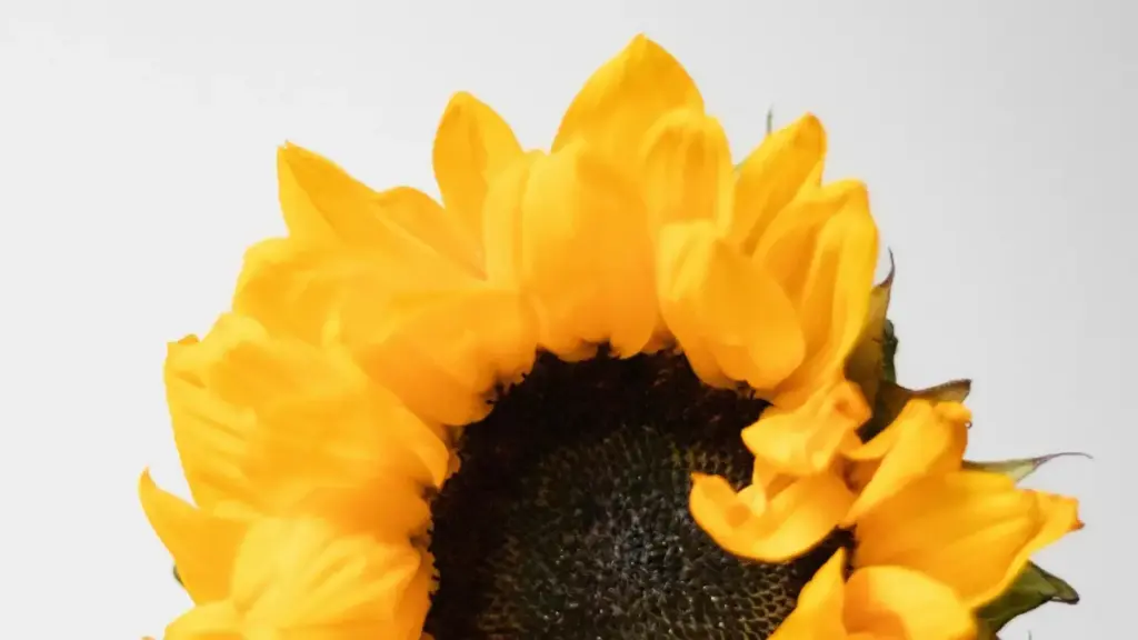 Ghid practic pentru creatori din Moldova: cum să contactezi branduri din Costa Rica pe Line, construire lookbook-uri de modă și cum să transformi conversațiile în colaborări reale.