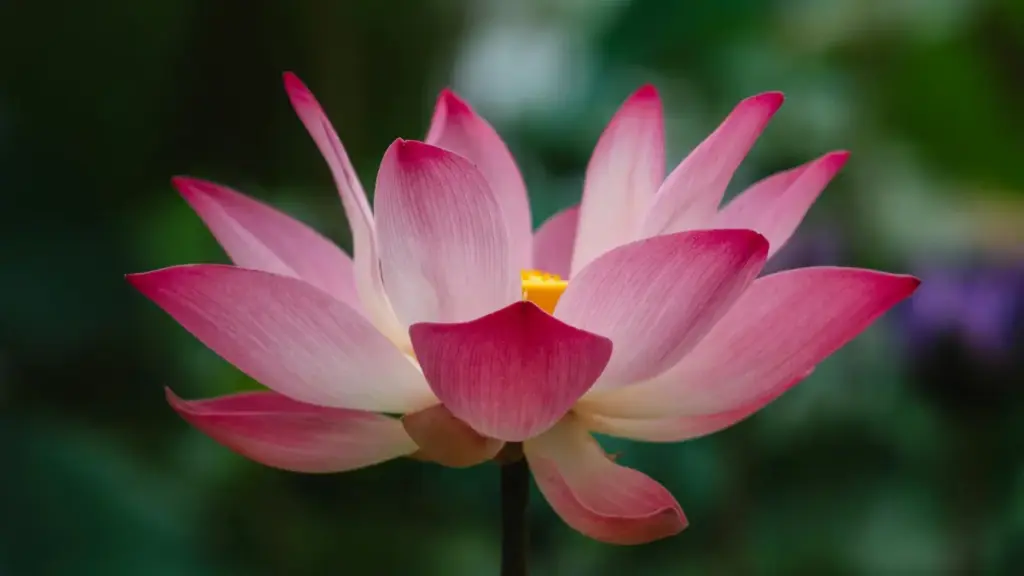 Ghid practic pentru creatori din Moldova: pași concreți, canale directe și strategii să ajungi la branduri portugheze listate pe Amazon și să promovezi produse afiliat.