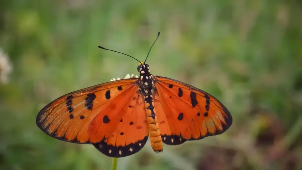 Ghid practic pentru advertiserii din Moldova: cum identifici, verifici și colaborezi cu creatori Twitter din Kenya pentru localizare eficientă a mesajelor.