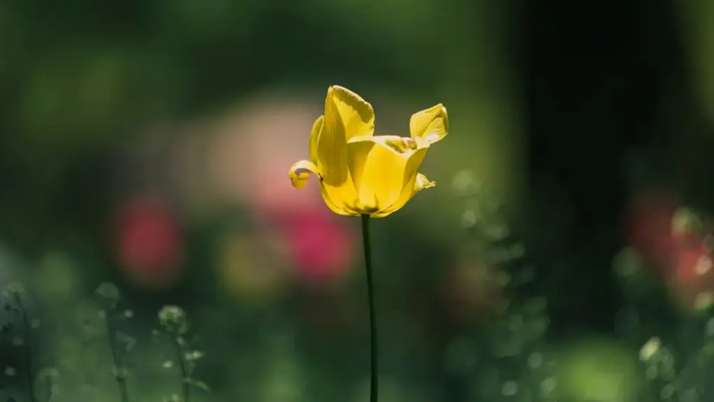 Ghid practic pentru advertiserii din Moldova: cum identifici creatori Lazada din Bosnia și Herțegovina, trimiți PR packages și construiești campanii locale eficiente.