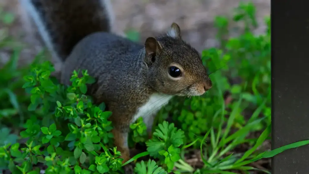 Ghid practic pentru advertiserii din Moldova: cum identifici, contactezi și rulezi campanii de affiliate marketing cu creatori Moj din Slovacia — pași concreți, riscuri și resurse.