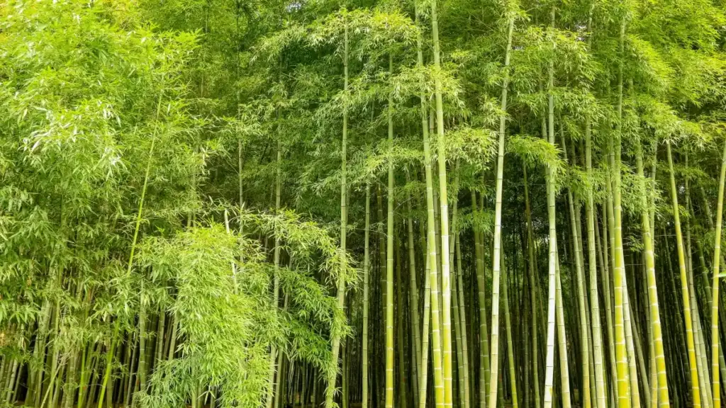 Ghid practic pentru creatorii din Moldova: pași, canale și tactici reale ca să contactezi branduri din Bangladesh pe Taobao și să intri în micro-seeding programs.