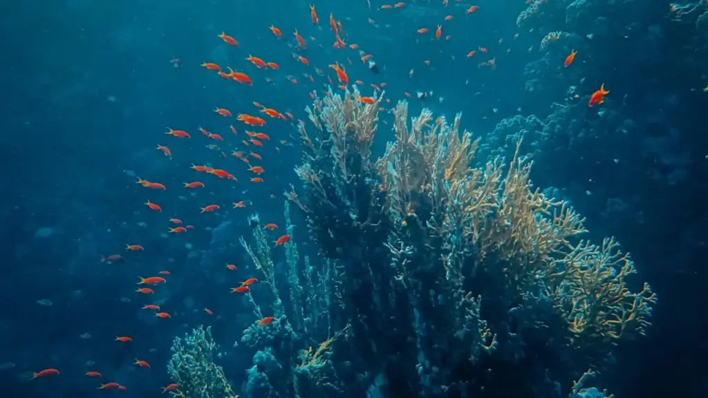 Ghid practic pentru creatori din Moldova: pași concreți să găsești, abordezi și colaborezi cu branduri din Portugalia pe LinkedIn, ca să livrezi follow-up content care rupe la fani.