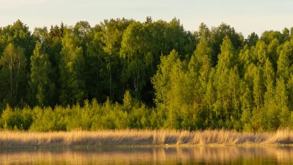 Ghid practic pentru creatori din Moldova: pași concreți să găsești, contactezi și negociezi cu branduri ucrainene pe eBay pentru vloguri de călătorie branduite.