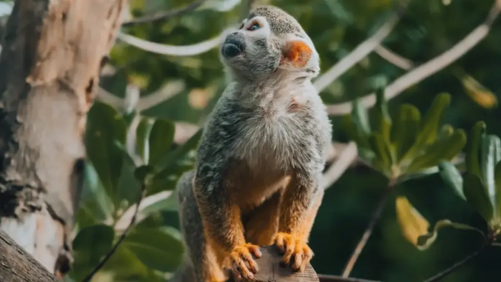 Ghid practic pentru creatori: pași reali, pitch-uri și tactici locale ca să colaborezi cu branduri din Republica Dominicană pe Douyin — idei testate și riscuri explicate.