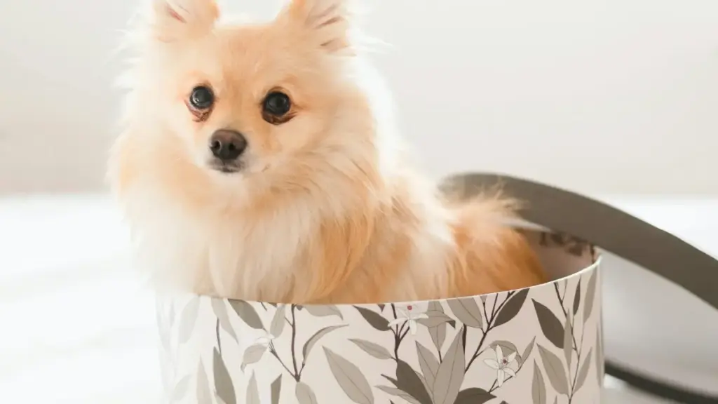 Ghid practic pentru advertiserii din Moldova: cum identifici, recrutezi și scalezi creatori France Line pentru campanii de reaction la lansări de albume.