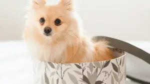 Ghid practic pentru advertiserii din Moldova: cum identifici, recrutezi și scalezi creatori France Line pentru campanii de reaction la lansări de albume.