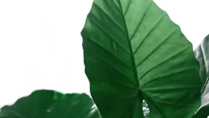 Ghid practic pentru advertiserii din Moldova: cum să identifici, verifici și contractezi creatori din SUA care vând pe eBay pentru a promova platforme de învățare online.