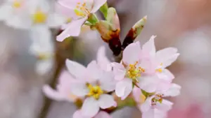 Ghid practic pentru advertiserii din Moldova: cum găsești creatori Twitch din Egipt, tactici de selecție pentru audiențe nișate și pași concreți pentru campanii locale.