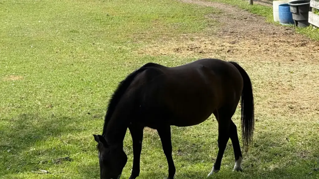 Ghid practic pentru creatori din Moldova: cum găsești, abordezi și negociezi cu branduri islandeze pe eBay ca să faci videoclipuri de tip song reaction — pași, modele de mesaj, riscuri și strategii de distribuție.