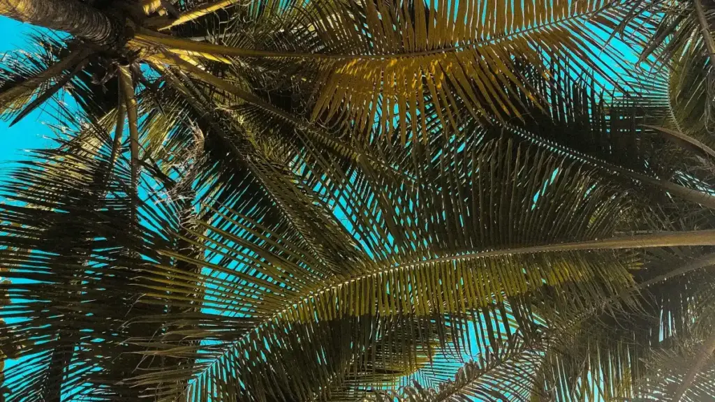 Ghid practic pentru advertiserii din Moldova: cum identifici, selecționezi și cooptezi creatori LinkedIn din Franța care extind reach-ul pentru branduri de lifestyle sănătos.