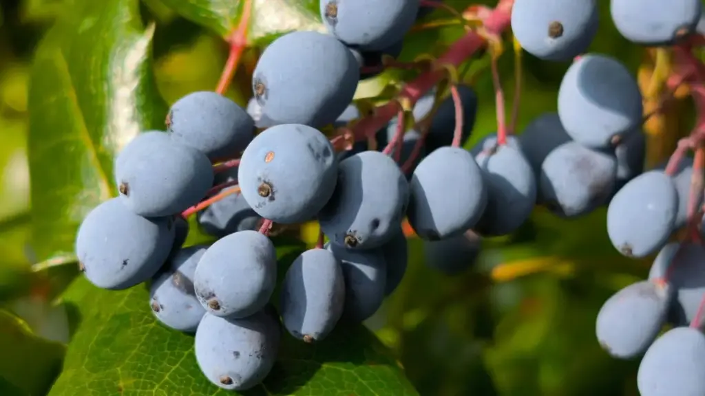 Ghid practic pentru creatori din Moldova: cum identifici, contactezi și convertești branduri din Slovenia pe Telegram folosind CTA-uri puternice și tactici locale.