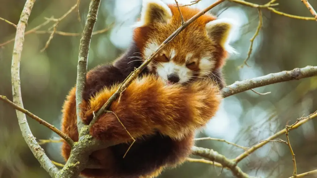 Ghid practic pentru creatori din Moldova: strategii pas-cu-pas, mesaje care funcționează și cum să vinzi review-uri de hoteluri către branduri suedeze pe LinkedIn.