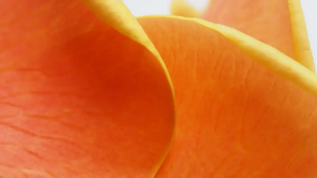 Ghid practic pentru creatori din Moldova: pași, pitch-uri și tactici pentru a convinge branduri din Peru să publice transformări before‑and‑after pe Rumble.