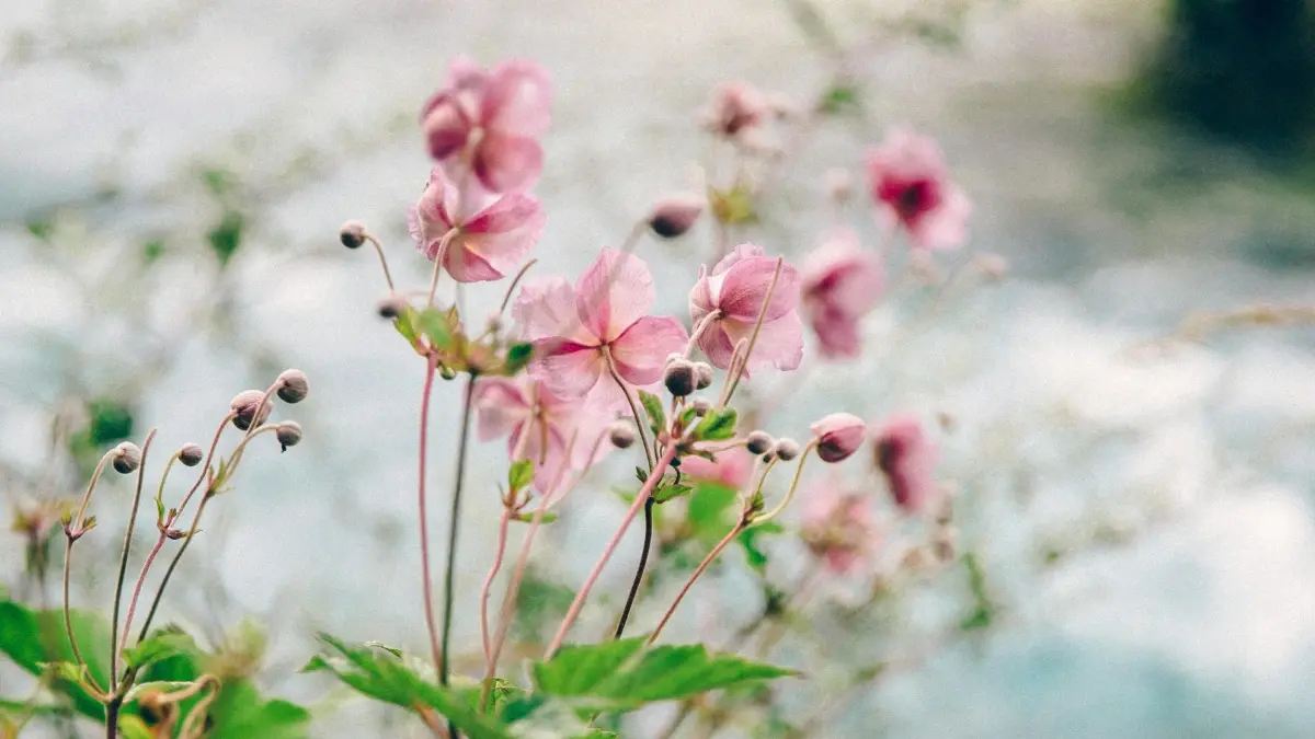 Advertisori din Moldova: Găsește creatori Clubhouse din Kenya pentru oferte fixe