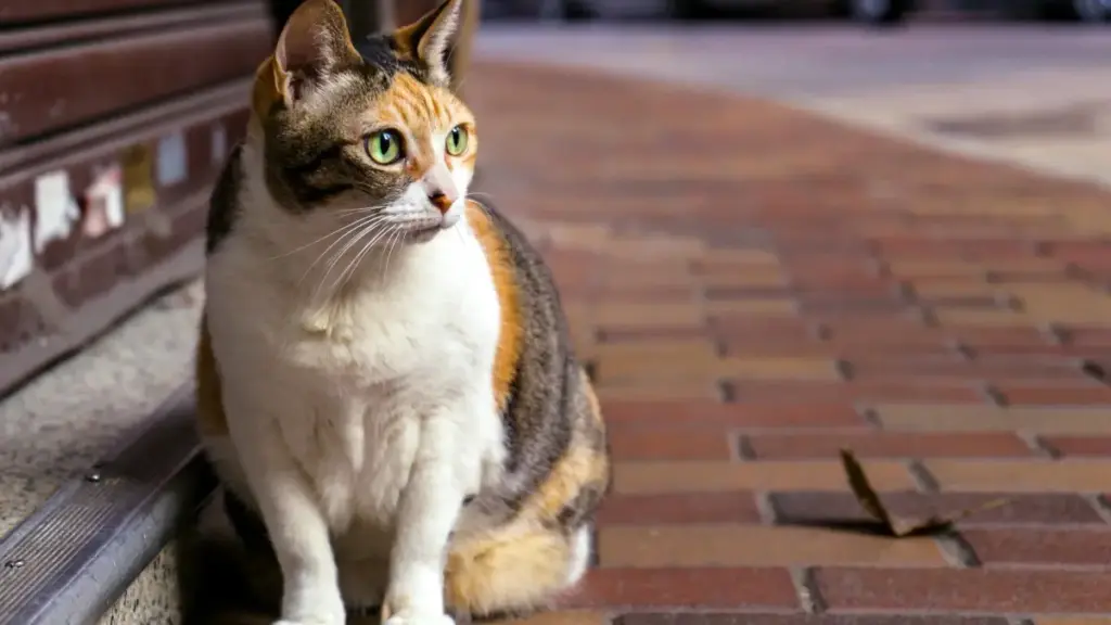 Ghid practic pentru brandurile din Moldova: cum identifici, verifici și lansezi o serie de tutoriale conduse de creatori KakaoTalk din Argentina, cu tactici locale și exemple reale.